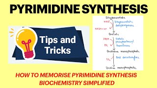 Pyrimidine synthesis  Pyrimidine metabolism  Pyrimidine synthesis mnemonic  Biochemistry MBBS [upl. by Emelia]