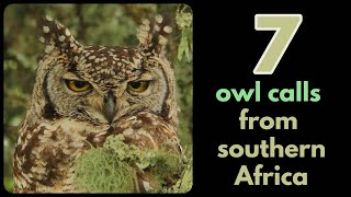 7 owl calls from southern Africa [upl. by Towland29]