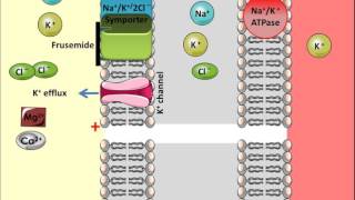 Frusemide  Mechanism of Action [upl. by Aryam]