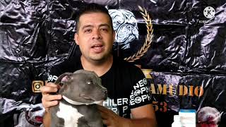 Cómo alimentar y desparacitar a mi cachorro American Bully [upl. by Anaj]