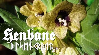 HERBOLOGY amp ALCHEMY  Henbane Hyoscyamus [upl. by Twyla]