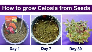 How to grow Celosia from seeds [upl. by Raddi428]