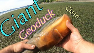 Giant Clam Geoduck Digging [upl. by Mickey17]