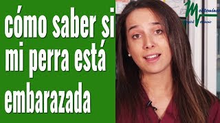 CÓMO SABER SI MI PERRA ESTÁ EMBARAZADA [upl. by Karlik]