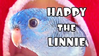 Lineolated Parakeet Talking SO CUTE [upl. by Eelra]