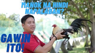 Sabong Tips  Ito Ang Dapat Gawin Sa Manok Panabong Na Hindi Napalaban [upl. by Asilad]