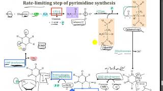 Pyrimidine Metabolism  Dr Mahmoud Ettaweel [upl. by Anner]