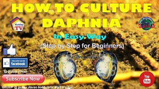 HOW TO CULTURE DAPHNIA In Easy Way [upl. by Yreffoeg363]