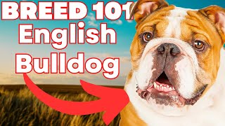 ENGLISH BULLDOG 101 Everything You Need To Know [upl. by Kaslik]