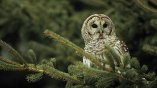 Voices Barred Owl [upl. by Huberto658]