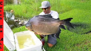 CATCHING Wild GIANT PACU FISH with MASSIVE NET [upl. by Hamford]