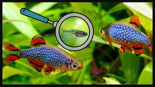 In 5 minutes Celestial Pearl Danio Breeding [upl. by Goer607]