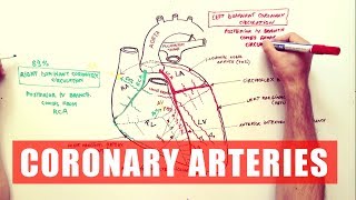 Coronary Arteries  Anatomy Tutorial [upl. by Ariajaj970]