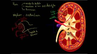 Le rein et le nephron [upl. by Ciardap728]