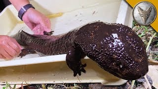 Japanese Giant Salamander CAUGHT [upl. by Oicnaneb]