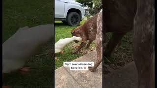 Dog vs Duck funnydog funnyvideo pet pets funny petdog dog dogs duck funnyduck [upl. by Geof]