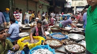 Wondrous Fish Market  Biggest Fish Market In Old Dhaka Bangladesh [upl. by Irneh]