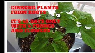 HOW TO GROW GINSENG ROOTS INDOOR [upl. by Norrabal]