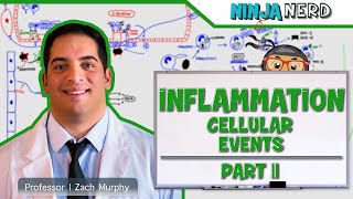 Immunology  Inflammation Cellular Events Part 2 [upl. by Lesh]