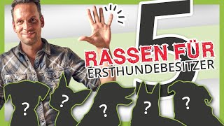 Die 5 BESTEN Hunderassen für Ersthundehalter [upl. by Aitak]