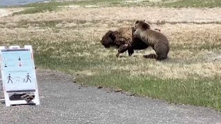 Bear And Bison Fight At Yellowstone National Park [upl. by Hsenid]