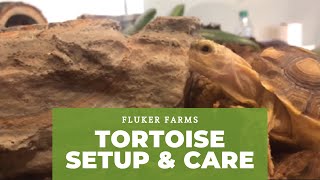 Tortoise Setup and Care Tutorial [upl. by Solegna]