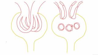 Mesangial cells  anatomy and function [upl. by Attikin]