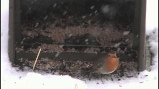 Die Vogelwelt am Futterplatz  Vögel beobachten und erkennen [upl. by Peggy355]