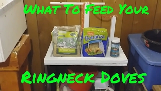 What To Feed Your Ringneck Dove [upl. by Socher]