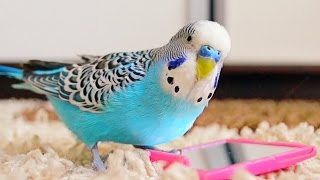 Budgie singing to mirror  Parakeet Sounds [upl. by Matazzoni232]