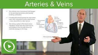 Arteries amp Veins – Cardiology  Lecturio [upl. by Fillian997]