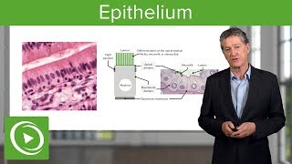 Epithelium – Histology  Lecturio [upl. by Delano]