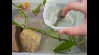 How to set up a tadpole tank [upl. by Recha409]