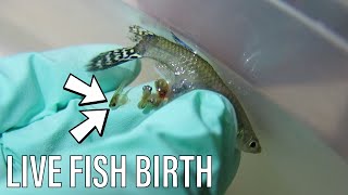 EMERGENCY Guppy Fish Birth  Live Birth [upl. by Sidoon59]