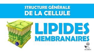 Structure Générale de la Cellule  les Lipides Membranaires [upl. by Conrade]