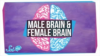 Are There quotMalequot and quotFemalequot Brains [upl. by Lemire]