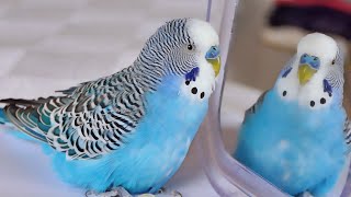 Budgie singing to Mirror for 1 Hour  Parakeet Sounds [upl. by Adihahs101]