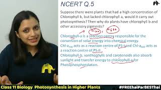 Photosynthesis in Higher Plants Class 11 Biology  Chapter 13  NCERT Solutions Questions 19 [upl. by Anifesoj]