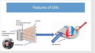 Gas Exchange in Fish  A level Biology [upl. by Nagaet]