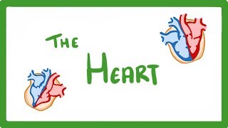 GCSE Biology  The Heart 23 [upl. by Cohberg]