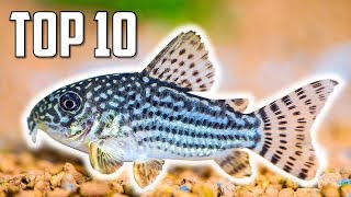 Top 10 Cory Catfish for Your Aquarium [upl. by Hickie]