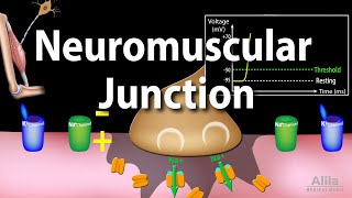 Neuromuscular Junction Animation [upl. by Htenywg]