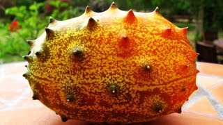 Kiwano  African Horned Melon Growing amp Tasting [upl. by Noira]