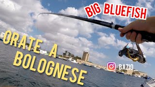 PESCA ALLORATA CON LA BOLOGNESE Big Bluefish [upl. by Steiner]