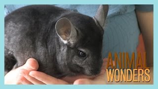 Chinchillas What Where and How [upl. by Nnyleitak]