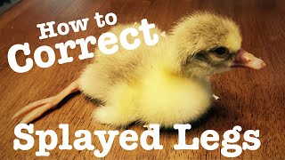 How to Correct Splayed Legs on a Gosling [upl. by Stine]