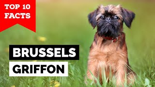 Brussels Griffon  Top 10 Facts [upl. by Ynnam]