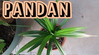 Pandan Leaves Pandanus amaryllifolius  Initial Root Prune [upl. by Ynez]