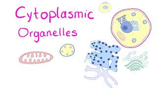 Cytoplasmic Organelles [upl. by Drucilla]