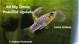 All My Limia Poeciliid Update 3 Species L tridens L vittata amp Tigers rarelivebearers [upl. by Charissa]